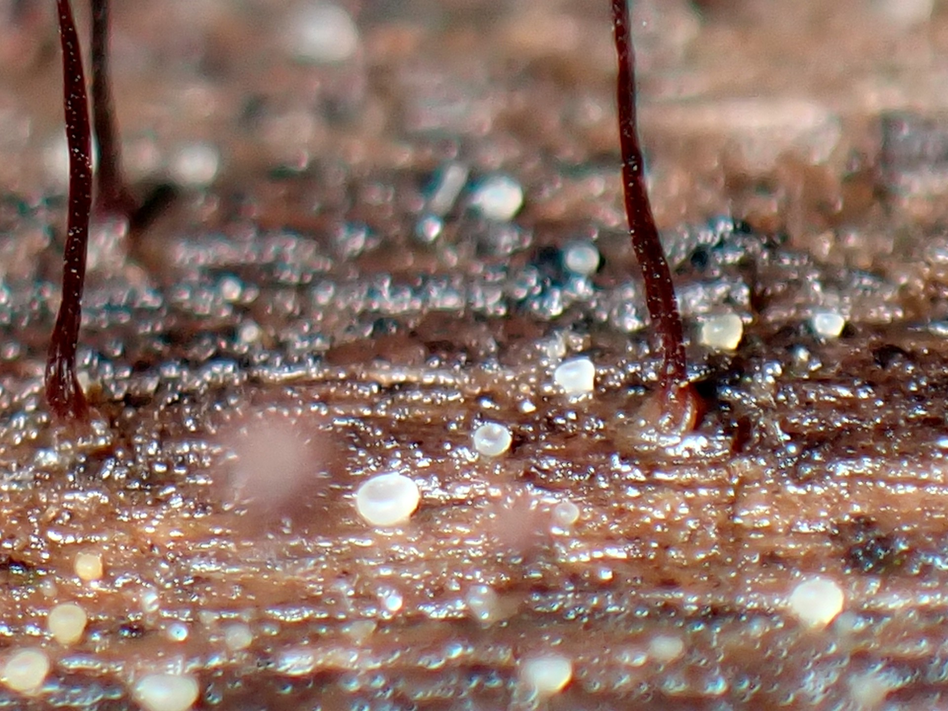 クモノスホコリ の高画質写真です。横浜市で、2025年9月18日に撮影したものです。