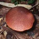 クリカワヤシャイグチ の高画質写真です。横浜市で、2025年9月20日に撮影したものです。