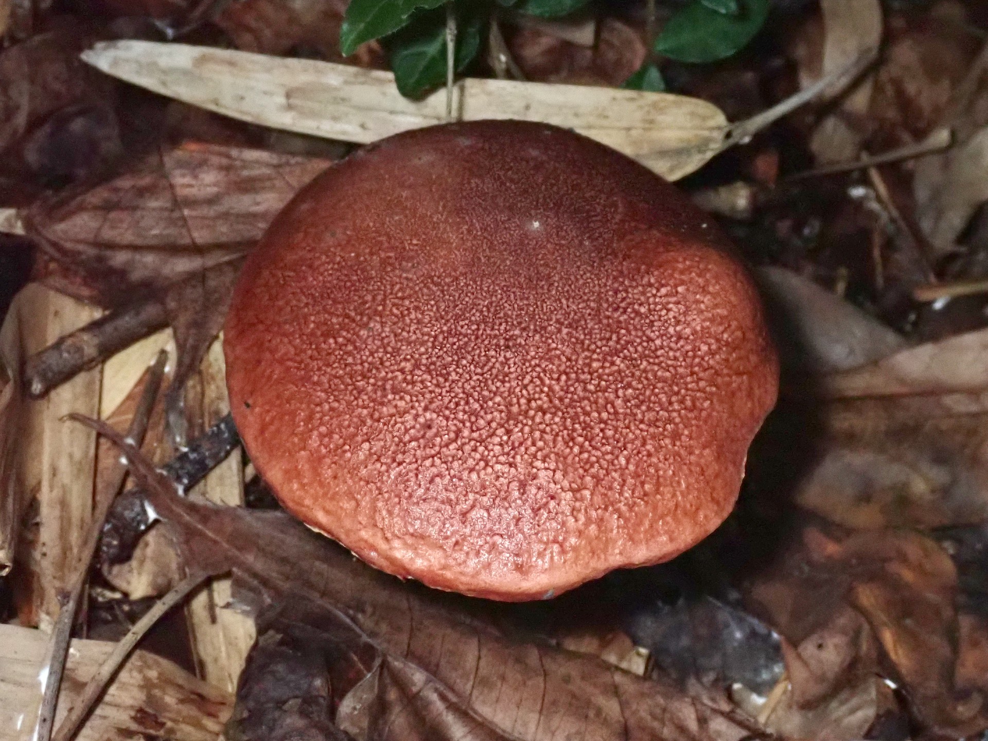 クリカワヤシャイグチ の高画質写真です。横浜市で、2025年9月20日に撮影したものです。