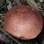 クリカワヤシャイグチ の高画質写真です。横浜市で、2025年9月21日に撮影したものです。