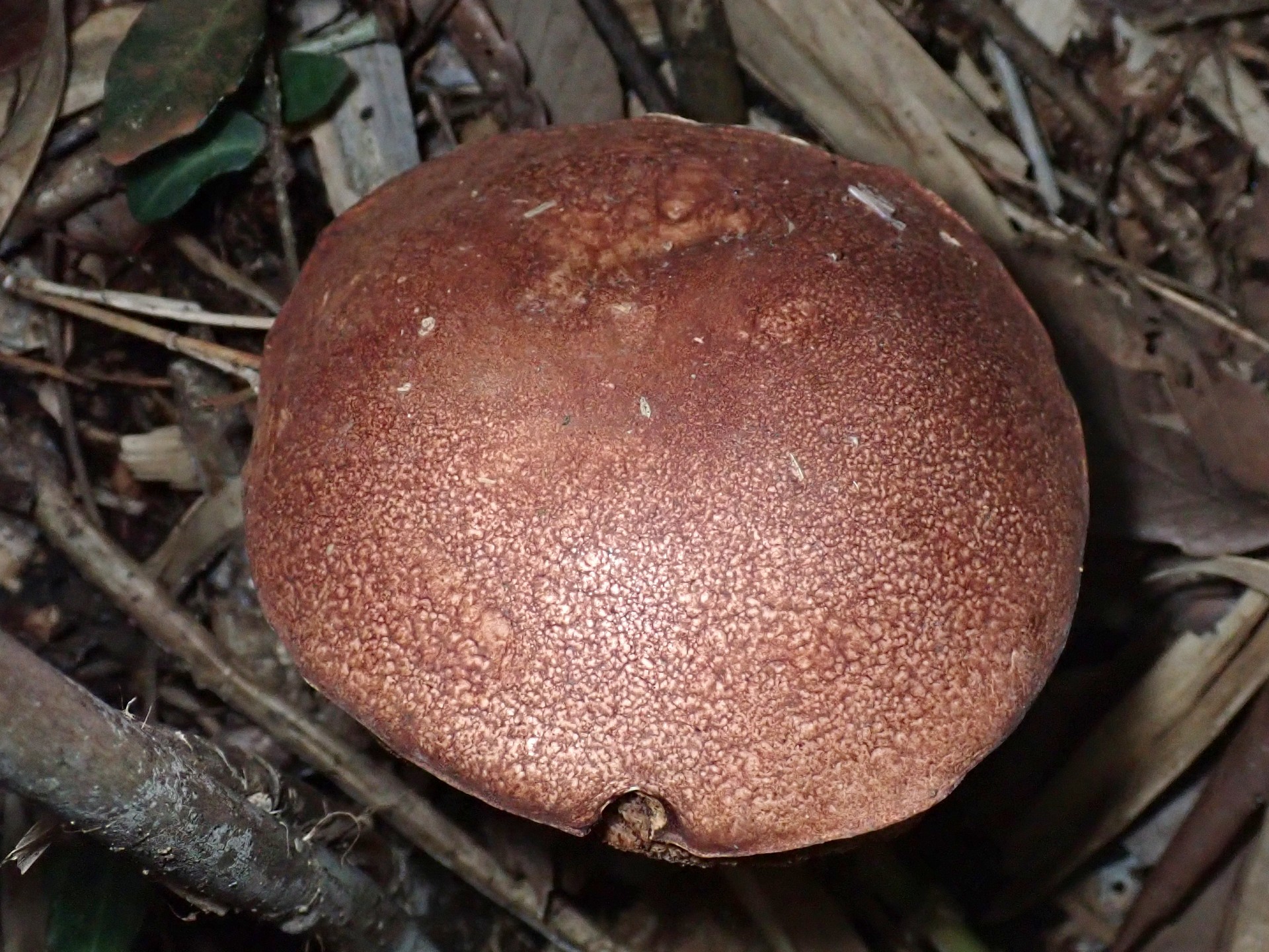 クリカワヤシャイグチ の高画質写真です。横浜市で、2025年9月21日に撮影したものです。