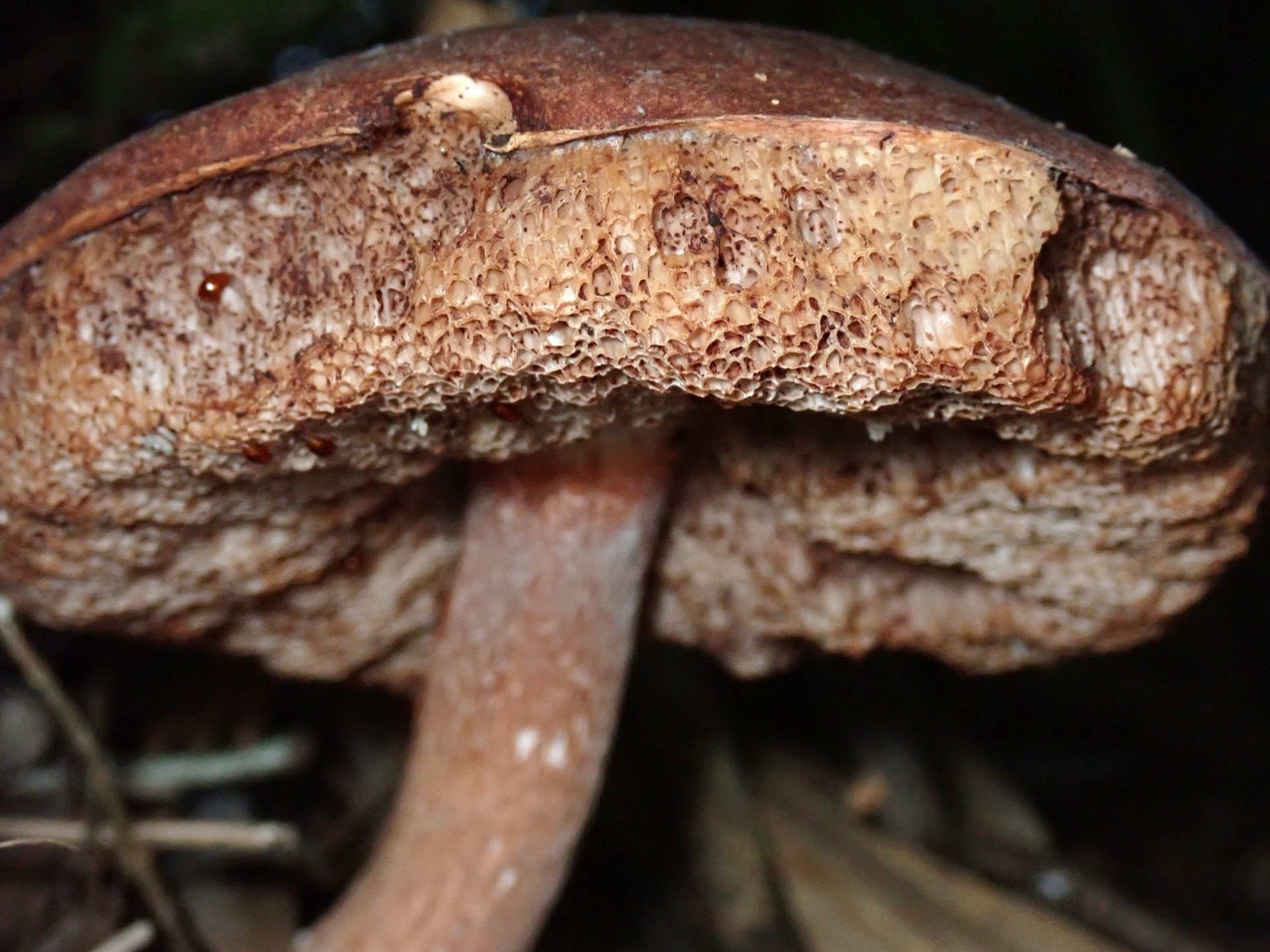 クリカワヤシャイグチ の高画質写真です。横浜市で、2025年9月21日に撮影したものです。