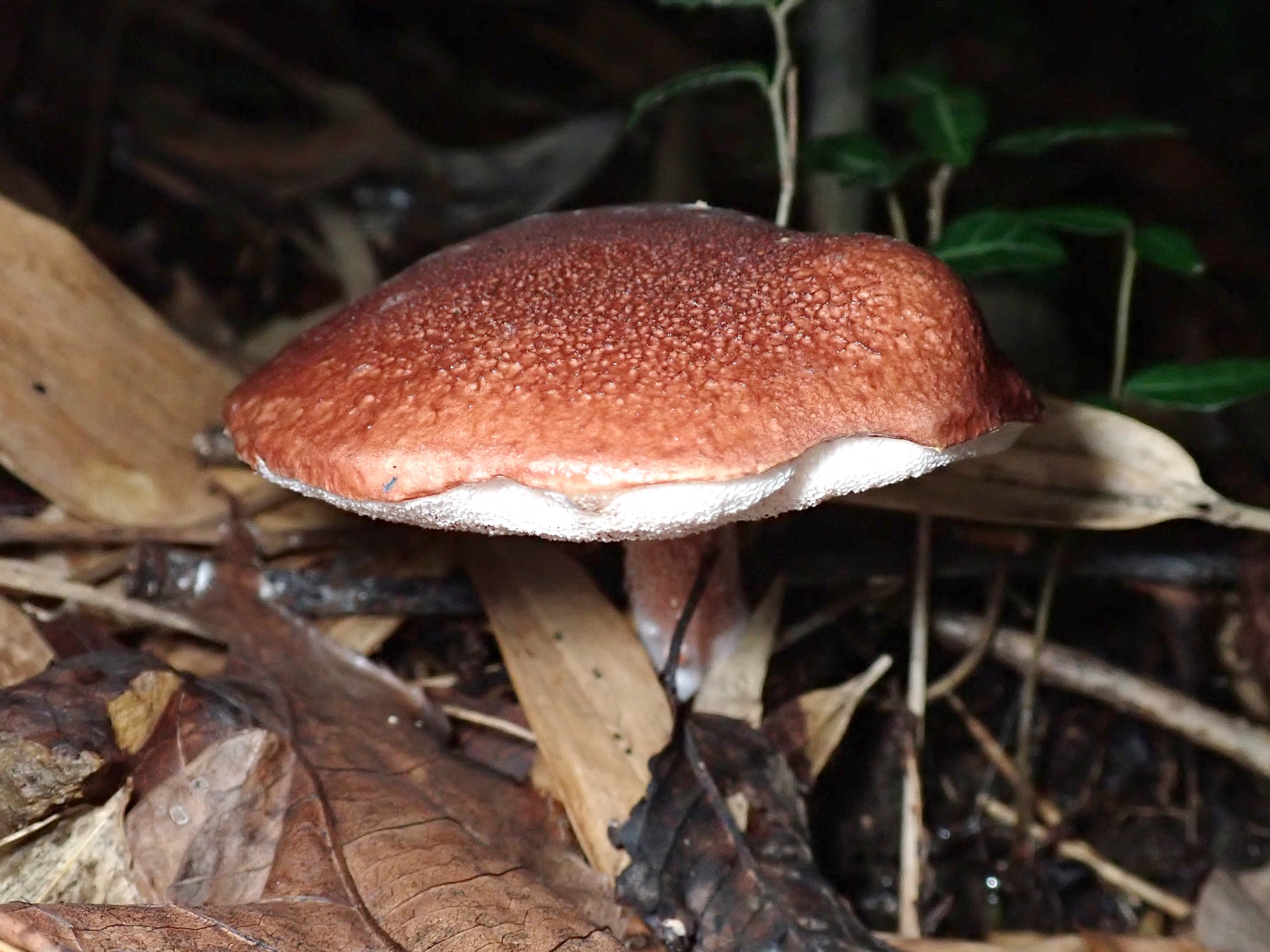 クリカワヤシャイグチ の高画質写真です。横浜市で、2025年9月20日に撮影したものです。