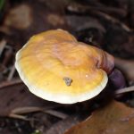 マンネンタケ の高画質写真です。横浜市で、2025年9月20日に撮影したものです。