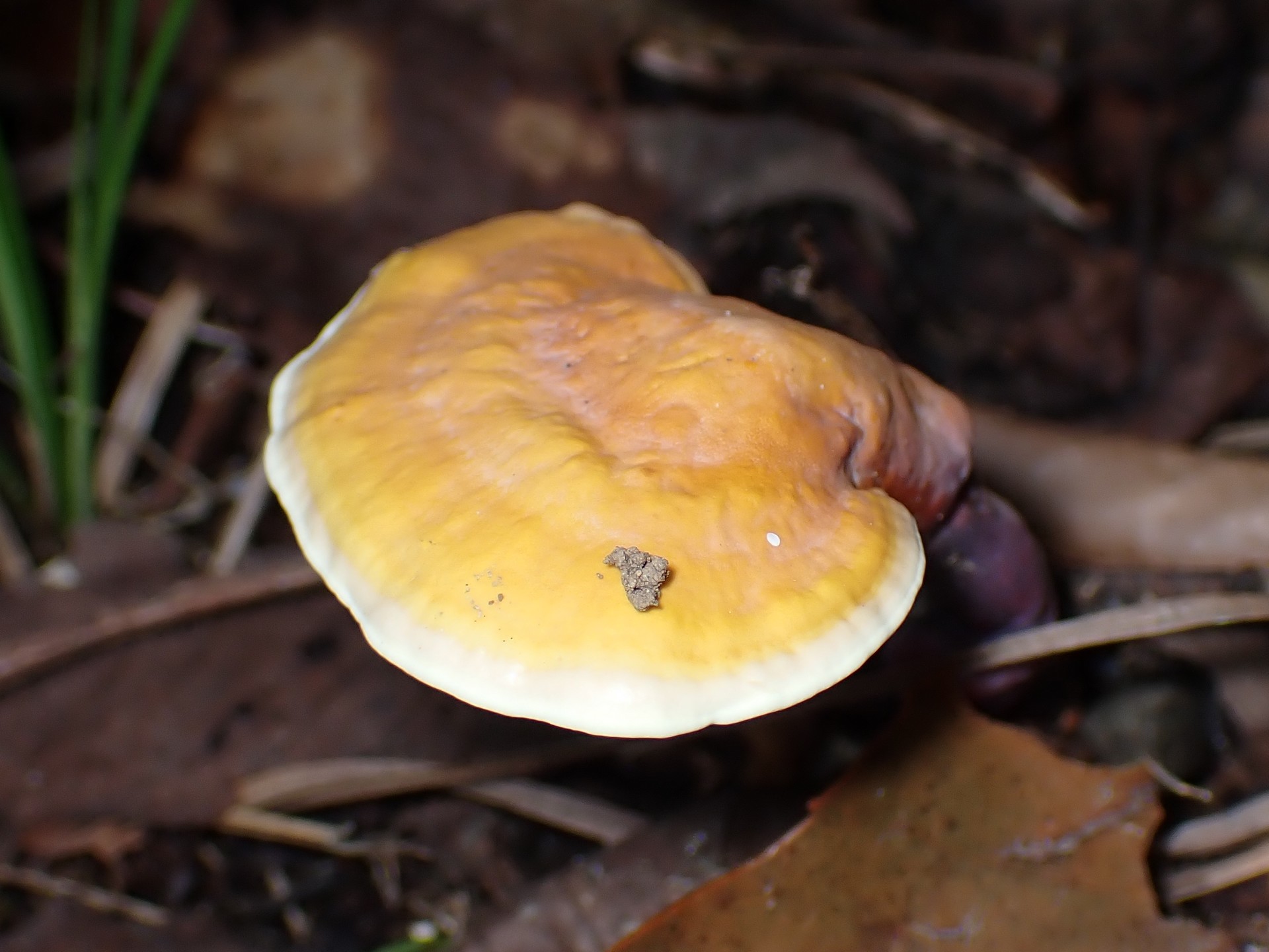 マンネンタケ の高画質写真です。横浜市で、2025年9月20日に撮影したものです。