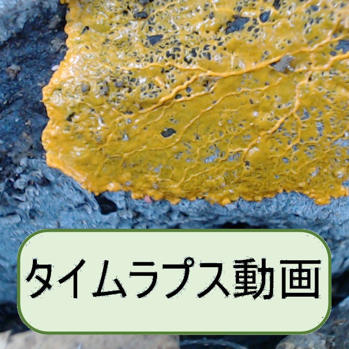 モジホコリの仲間