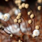 モジホコリの仲間 の高画質写真です。横浜市で、2025年9月18日に撮影したものです。