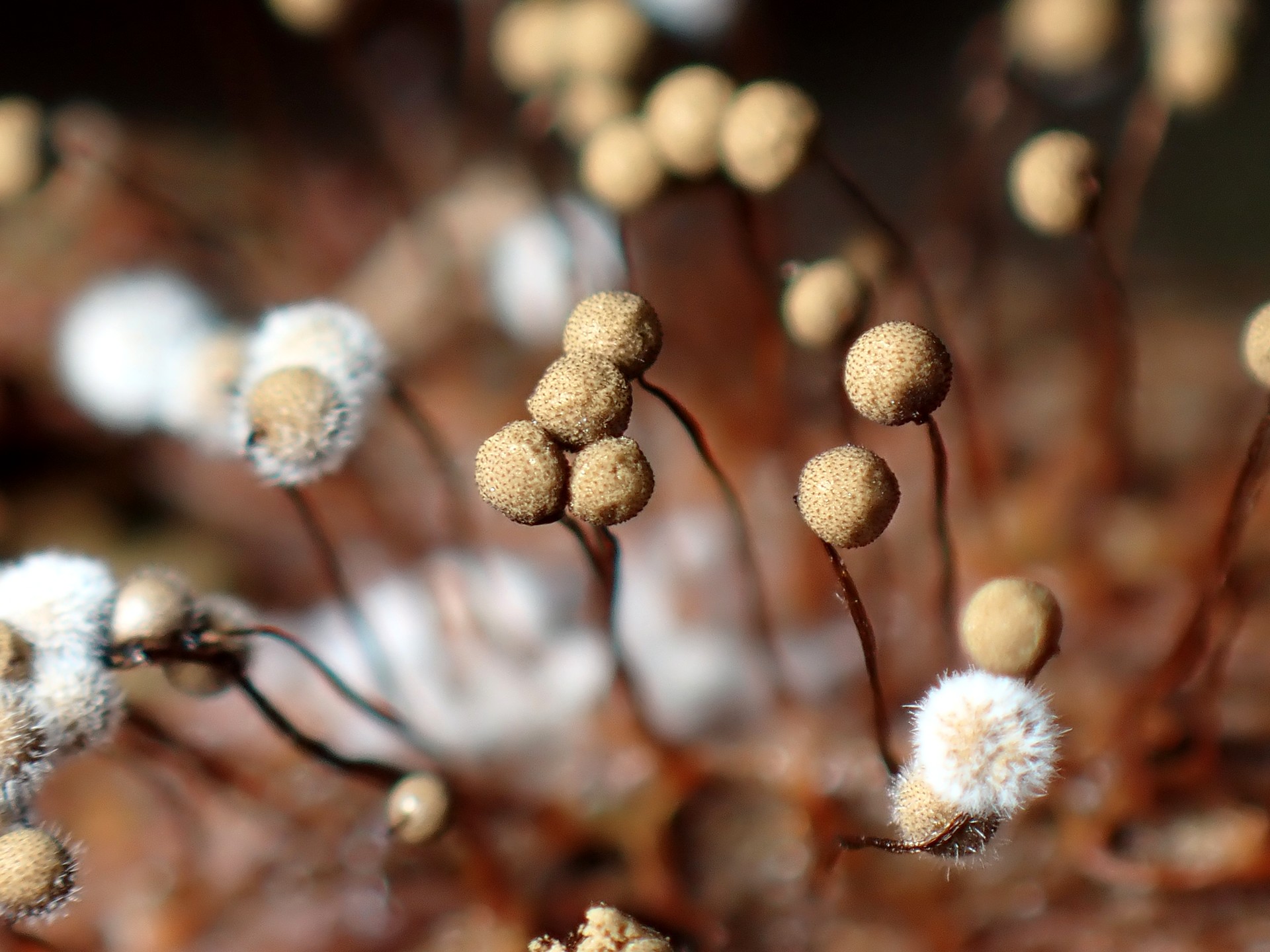 モジホコリの仲間 の高画質写真です。横浜市で、2025年9月18日に撮影したものです。
