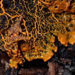 モジホコリの仲間 の高画質写真です。横浜市で、2025年9月9日に撮影したものです。