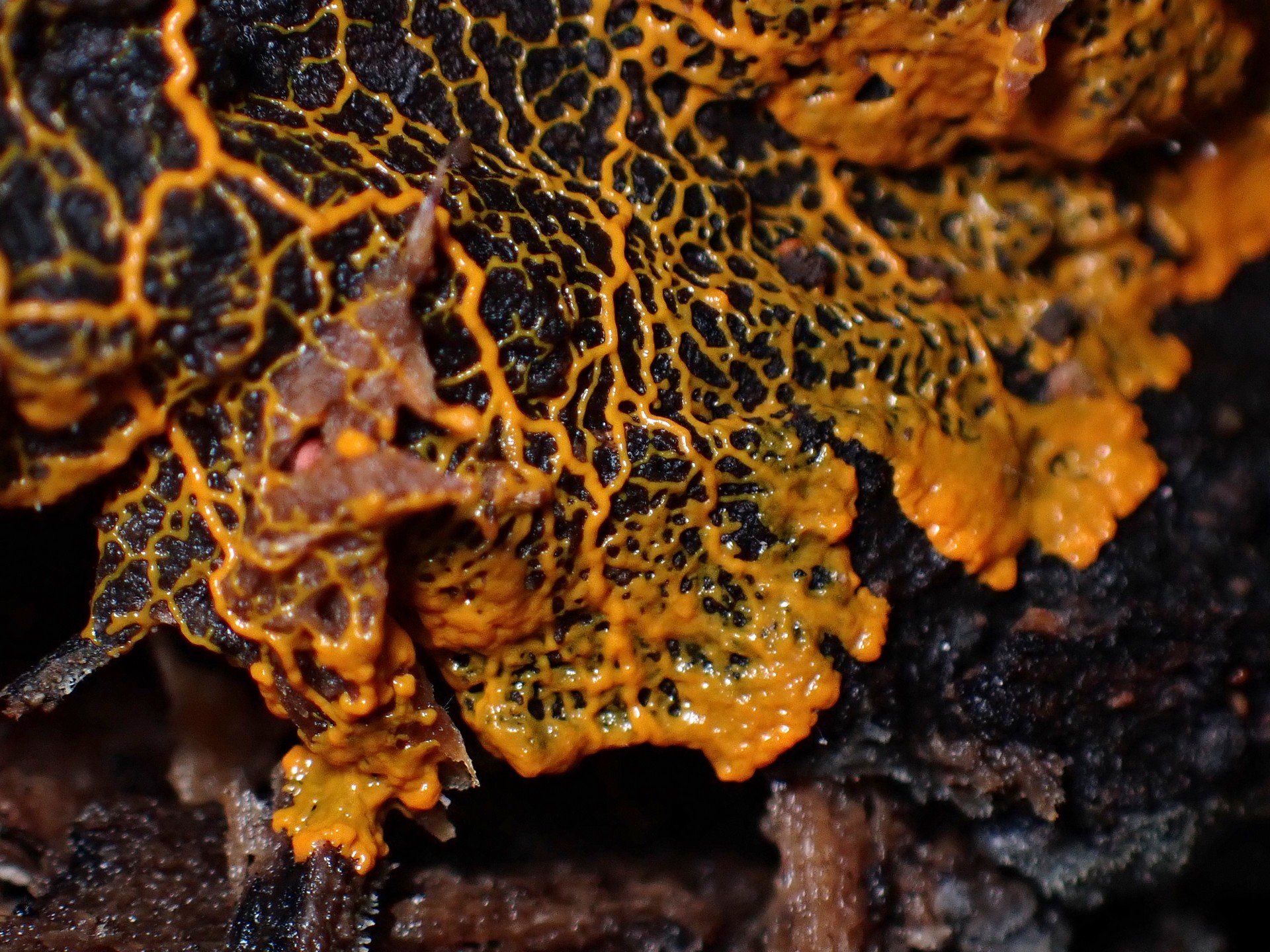 モジホコリの仲間 の高画質写真です。横浜市で、2025年9月9日に撮影したものです。