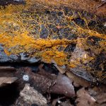 モジホコリの仲間 の高画質写真です。横浜市で、2025年9月10日に撮影したものです。