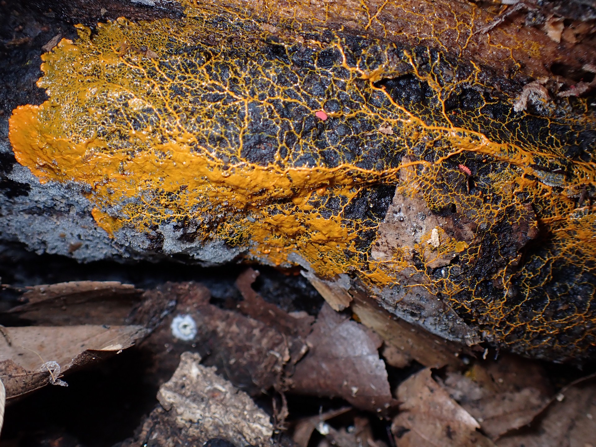 モジホコリの仲間 の高画質写真です。横浜市で、2025年9月10日に撮影したものです。