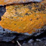 モジホコリの仲間 の高画質写真です。横浜市で、2025年9月11日に撮影したものです。