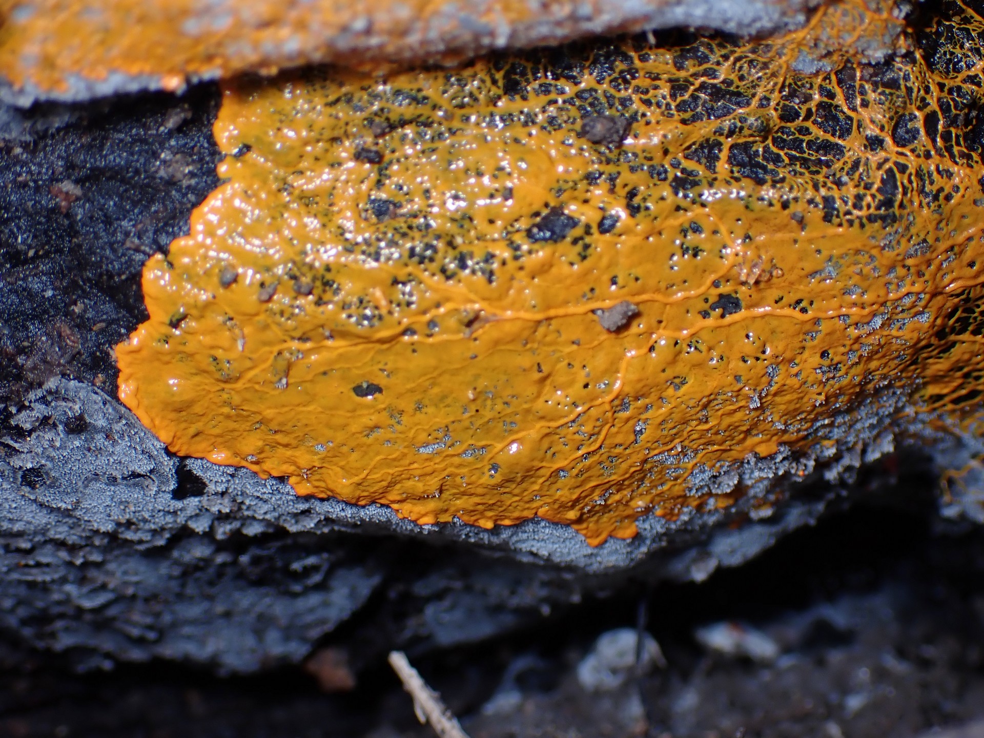 モジホコリの仲間 の高画質写真です。横浜市で、2025年9月11日に撮影したものです。