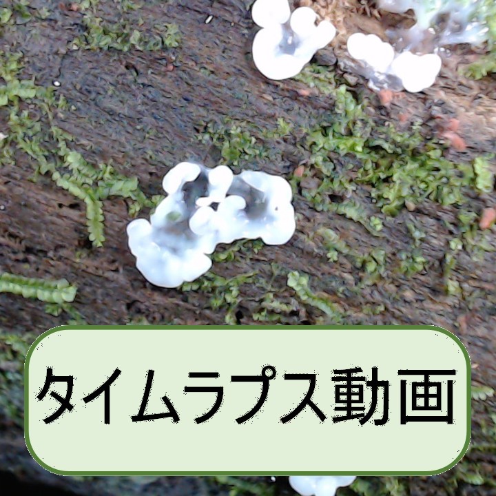 黒い子実体-粘菌