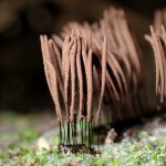 ムラサキホコリの仲間 の高画質写真です。横浜市で、2025年9月18日に撮影したものです。