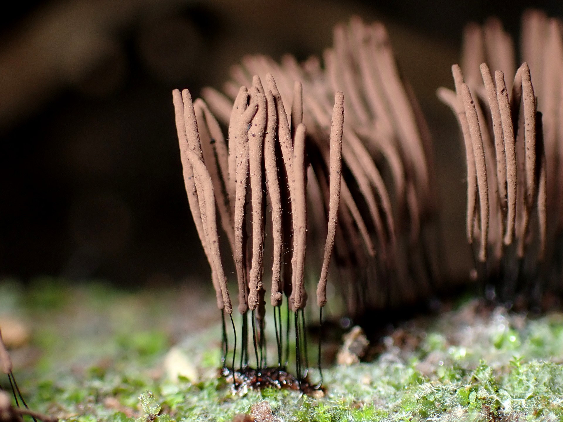 ムラサキホコリの仲間 の高画質写真です。横浜市で、2025年9月18日に撮影したものです。