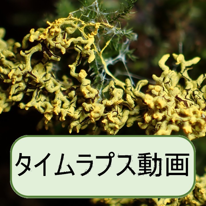 ムシホコリ似?