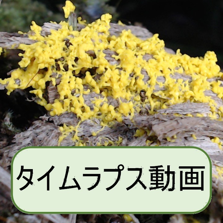 ムシホコリ似