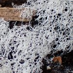 ナミウチツノホコリ の高画質写真です。横浜市で、2025年9月11日に撮影したものです。