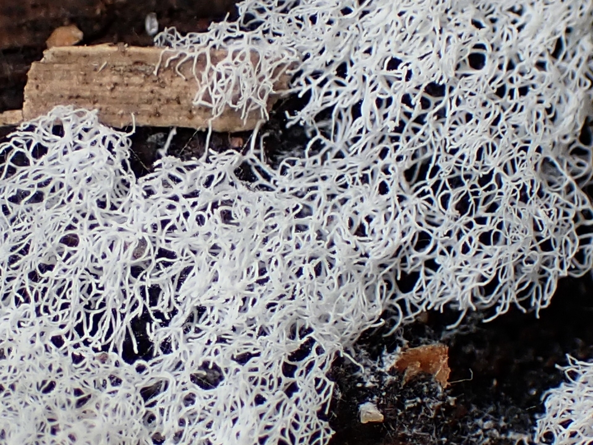 ナミウチツノホコリ の高画質写真です。横浜市で、2025年9月11日に撮影したものです。