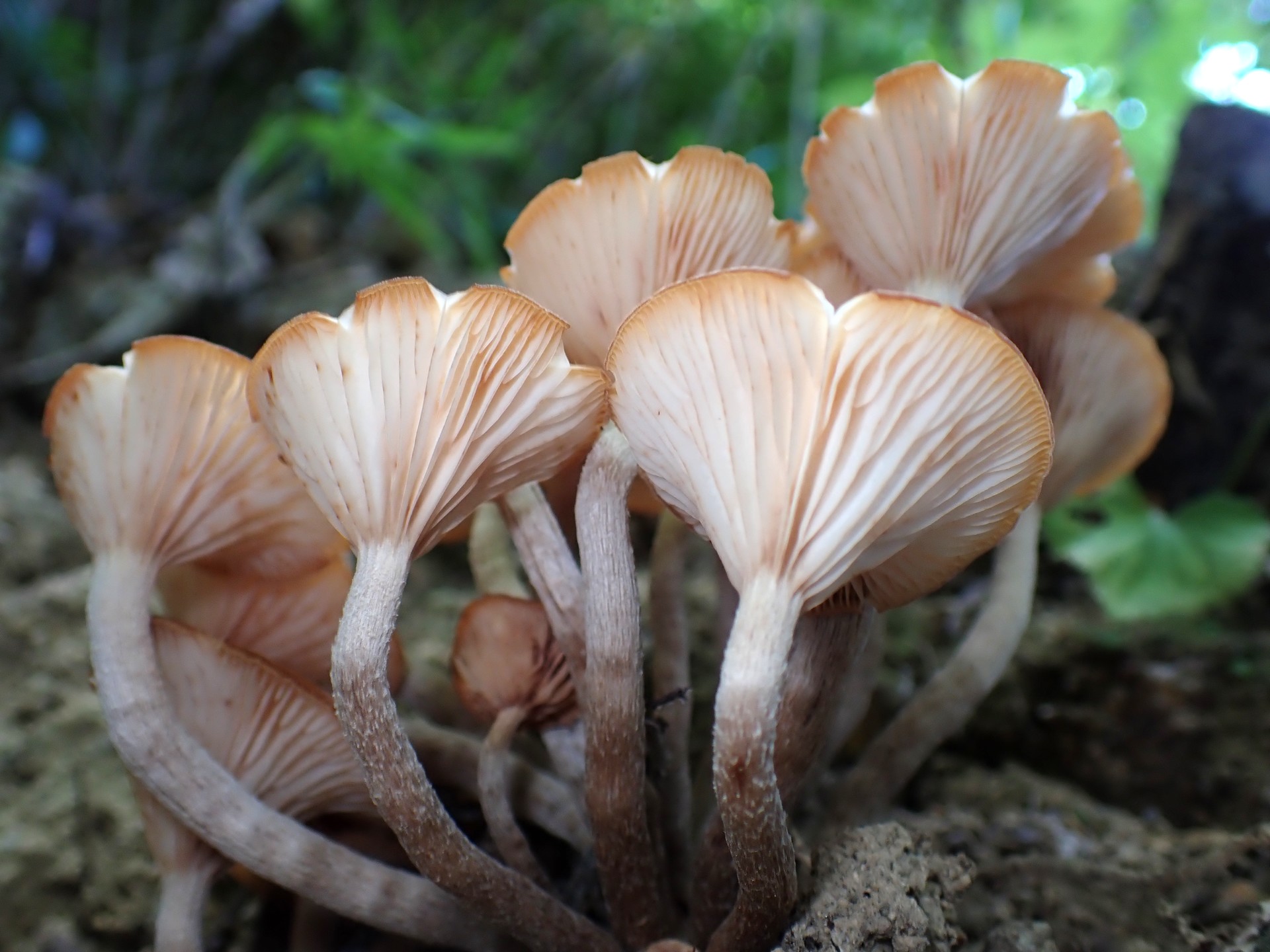 ナラタケモドキ の高画質写真です。横浜市で、2025年9月2日に撮影したものです。