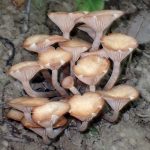 ナラタケモドキ の高画質写真です。横浜市で、2025年9月2日に撮影したものです。