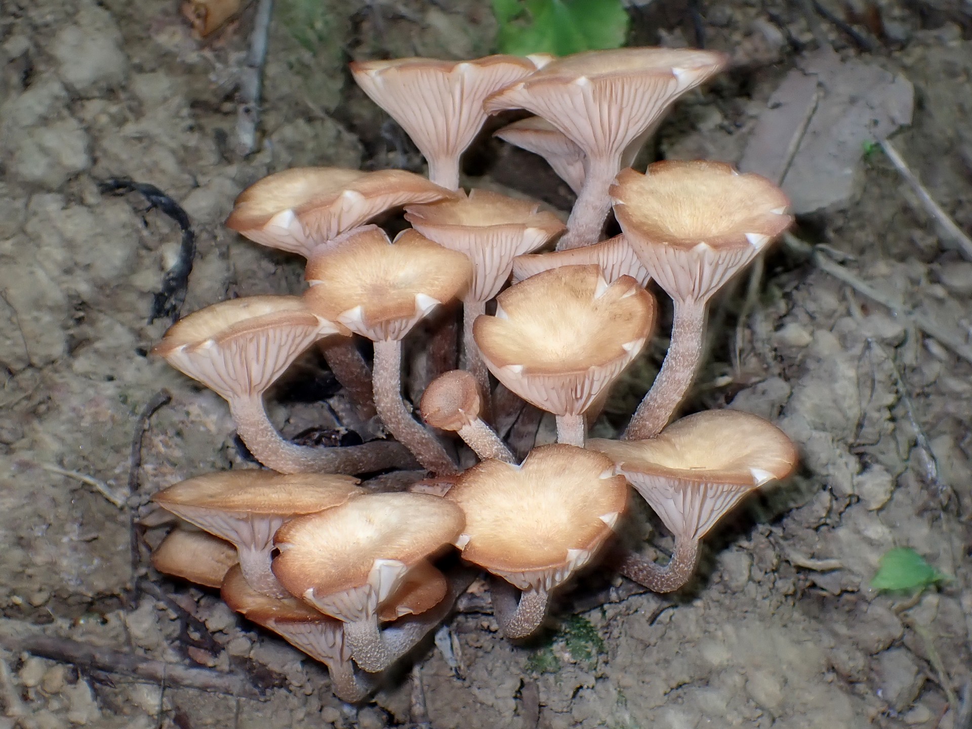 ナラタケモドキ の高画質写真です。横浜市で、2025年9月2日に撮影したものです。