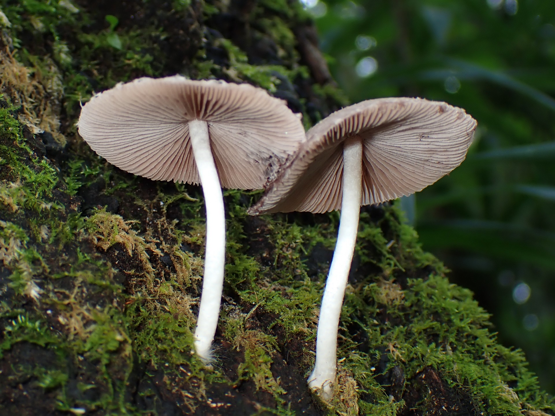 ナヨタケの仲間 の高画質写真です。横浜市で、2025年9月11日に撮影したものです。