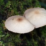 ナヨタケの仲間 の高画質写真です。横浜市で、2025年9月11日に撮影したものです。