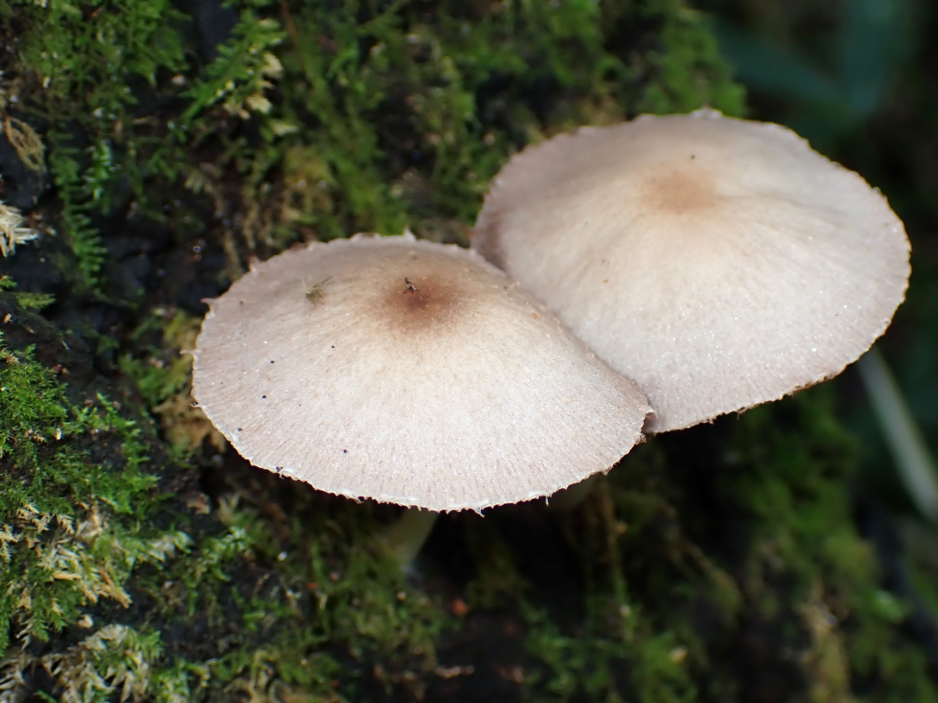 ナヨタケの仲間 の高画質写真です。横浜市で、2025年9月11日に撮影したものです。