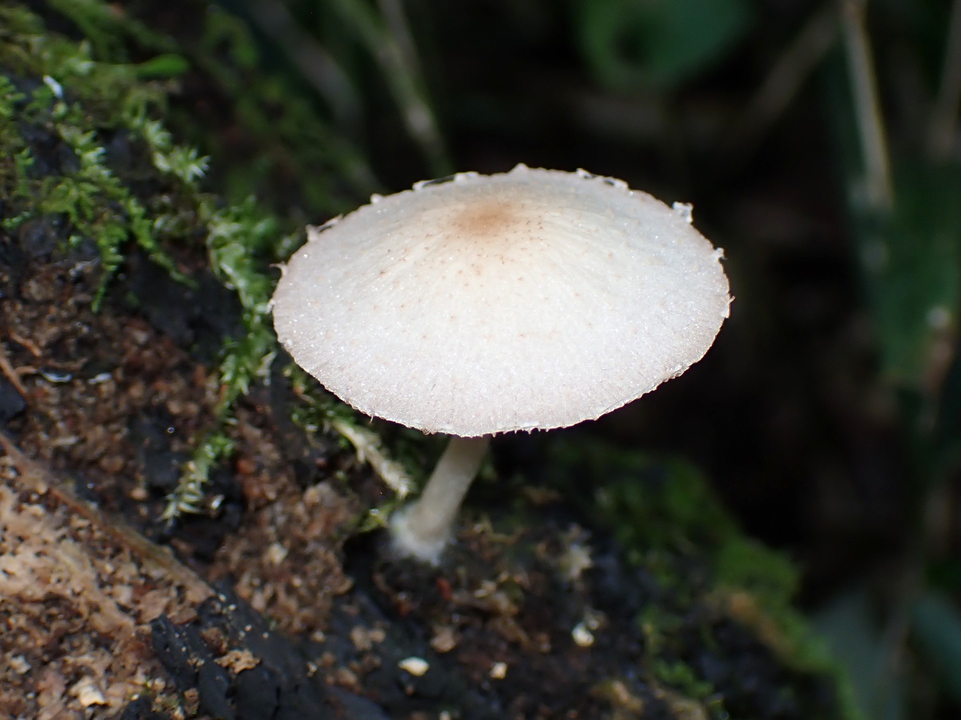 ナヨタケの仲間 の高画質写真です。横浜市で、2025年9月11日に撮影したものです。