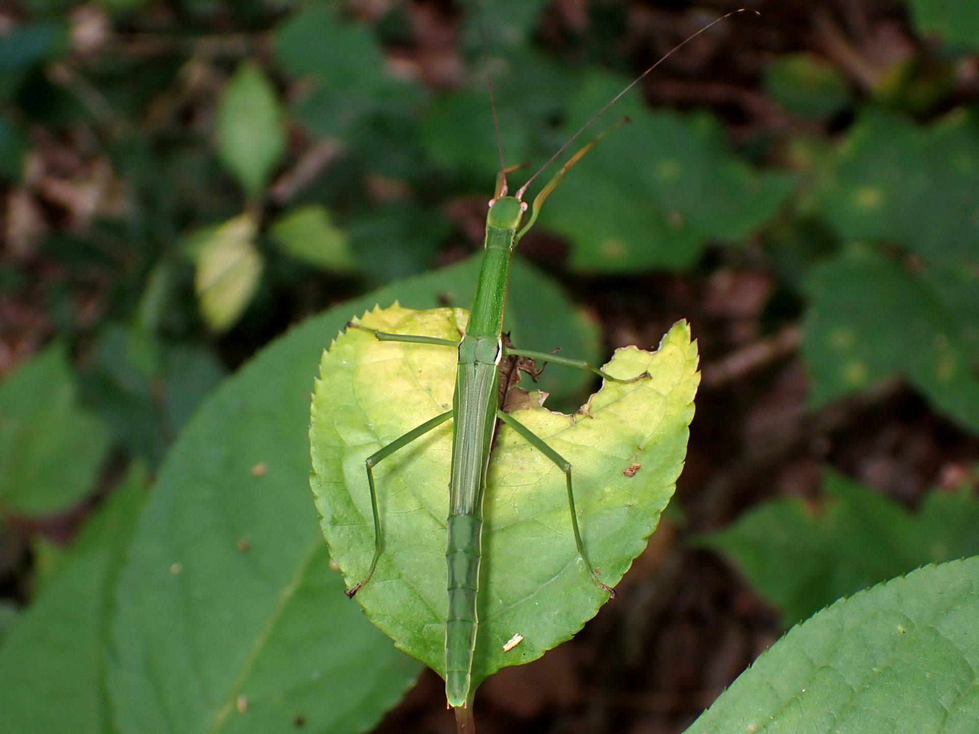 ニホントビナナフシ の高画質写真です。横浜市で、2025年9月25日に撮影したものです。