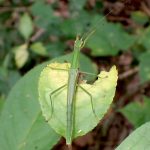 ニホントビナナフシ の高画質写真です。横浜市で、2025年9月25日に撮影したものです。