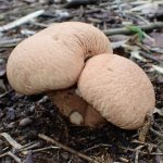 ノウタケ の高画質写真です。横浜市で、2025年9月20日に撮影したものです。