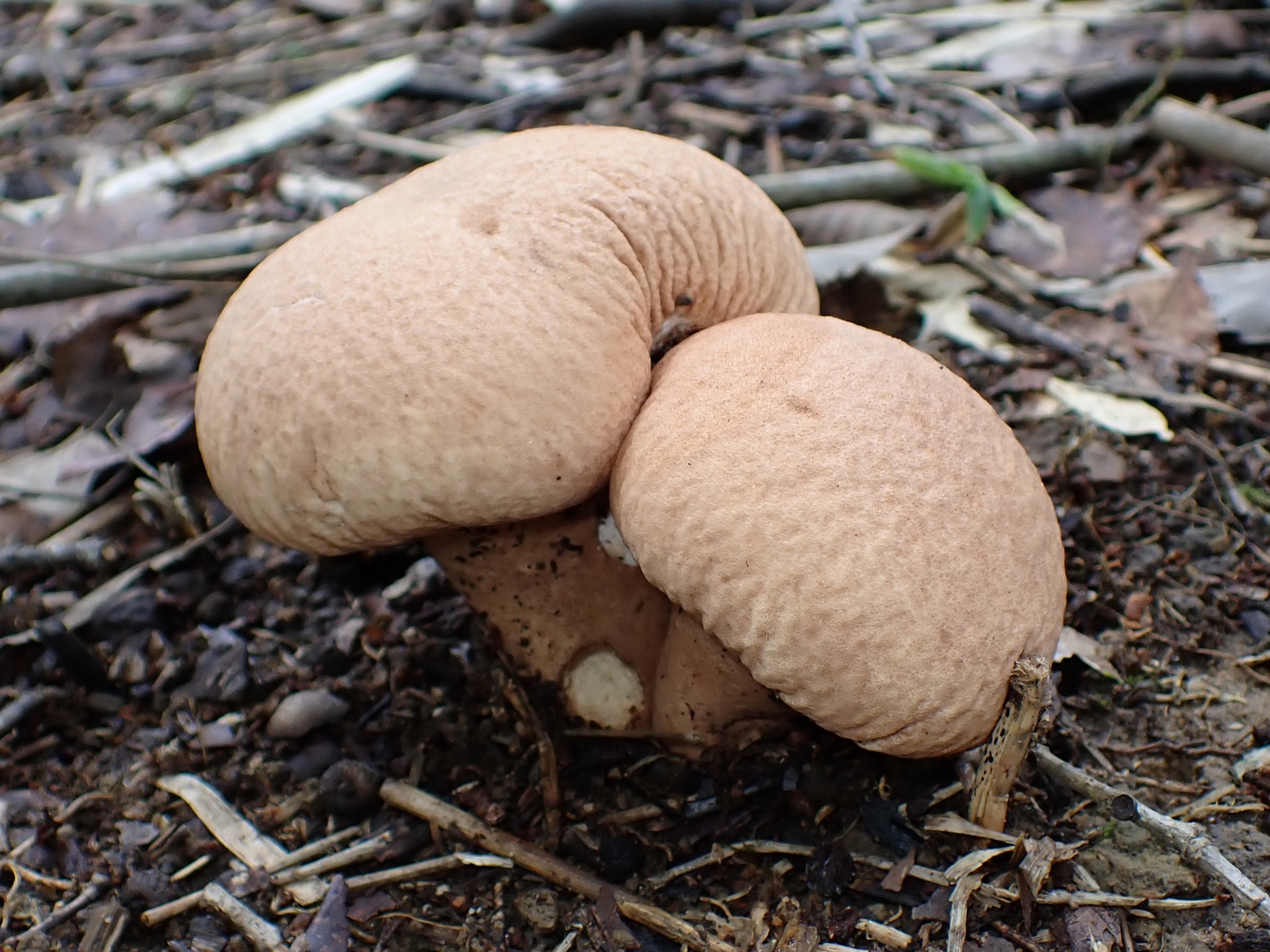 ノウタケ の高画質写真です。横浜市で、2025年9月20日に撮影したものです。