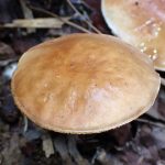 ヌメリイグチの仲間 の高画質写真です。横浜市で、2025年9月20日に撮影したものです。