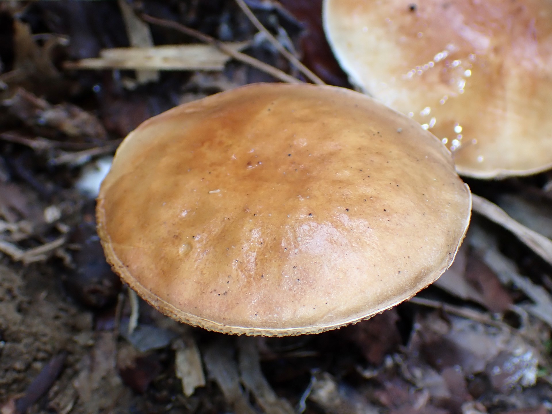 ヌメリイグチの仲間 の高画質写真です。横浜市で、2025年9月20日に撮影したものです。