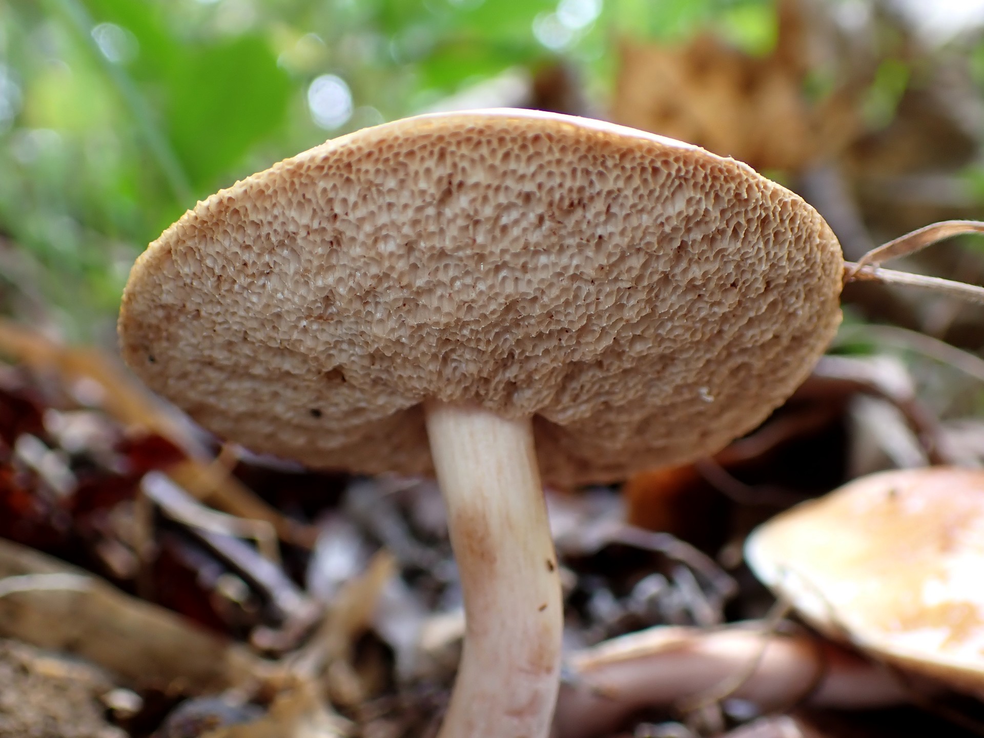 ヌメリイグチの仲間 の高画質写真です。横浜市で、2025年9月20日に撮影したものです。