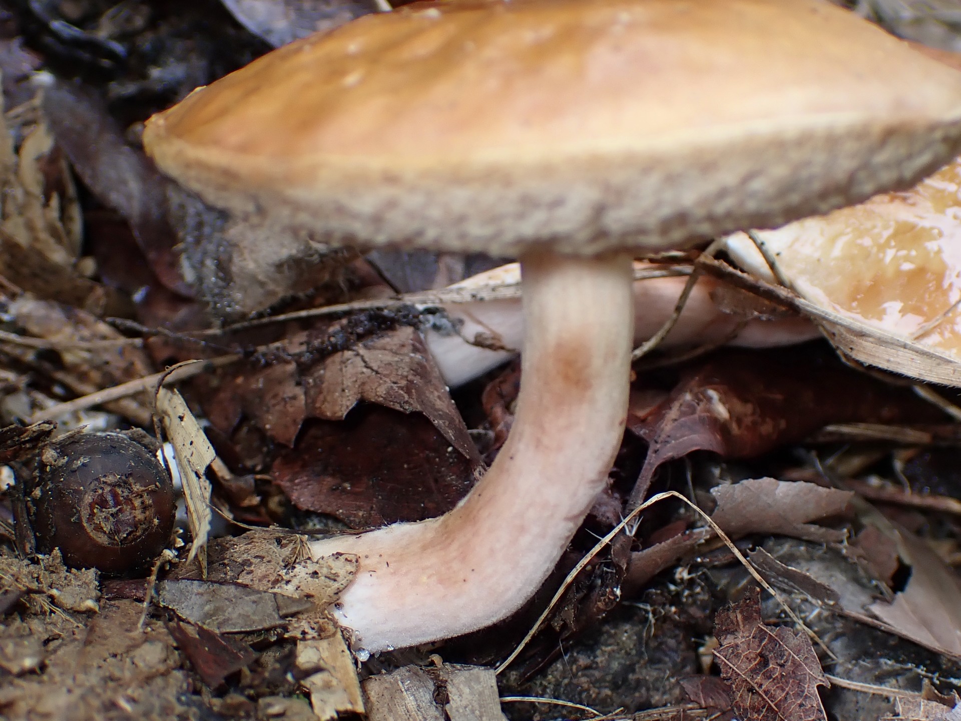 ヌメリイグチの仲間 の高画質写真です。横浜市で、2025年9月20日に撮影したものです。