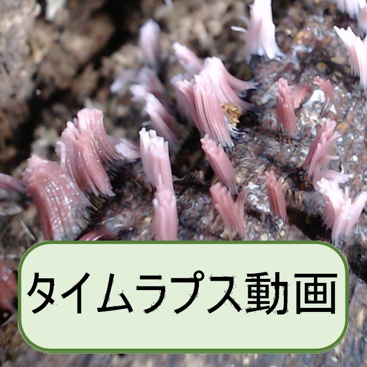 サビムラサキホコリ
