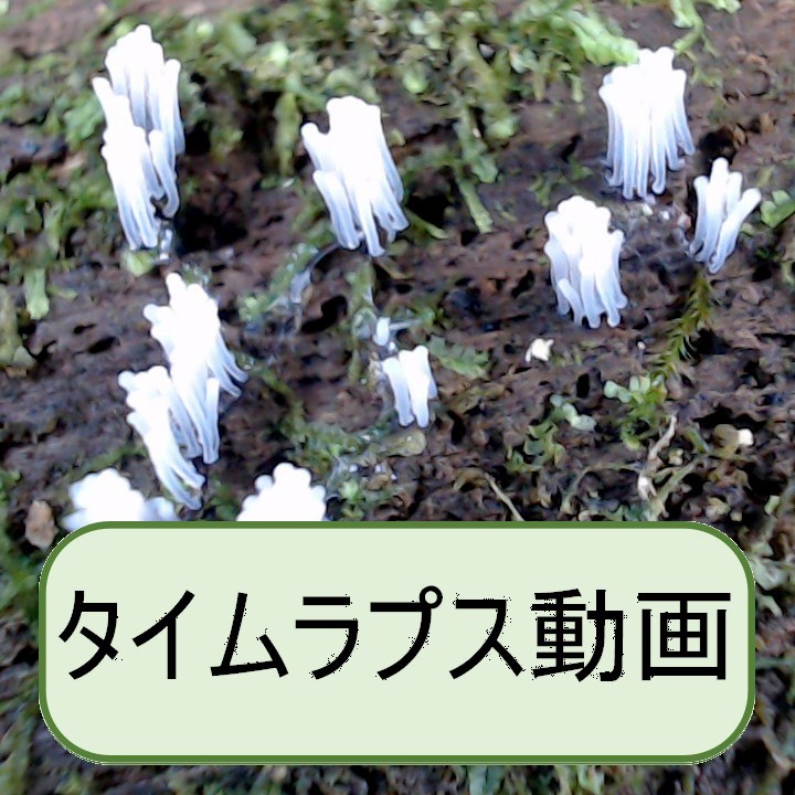 サビムラサキホコリ
