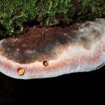 サルノコシカケの仲間 の高画質写真です。横浜市で、2025年9月18日に撮影したものです。