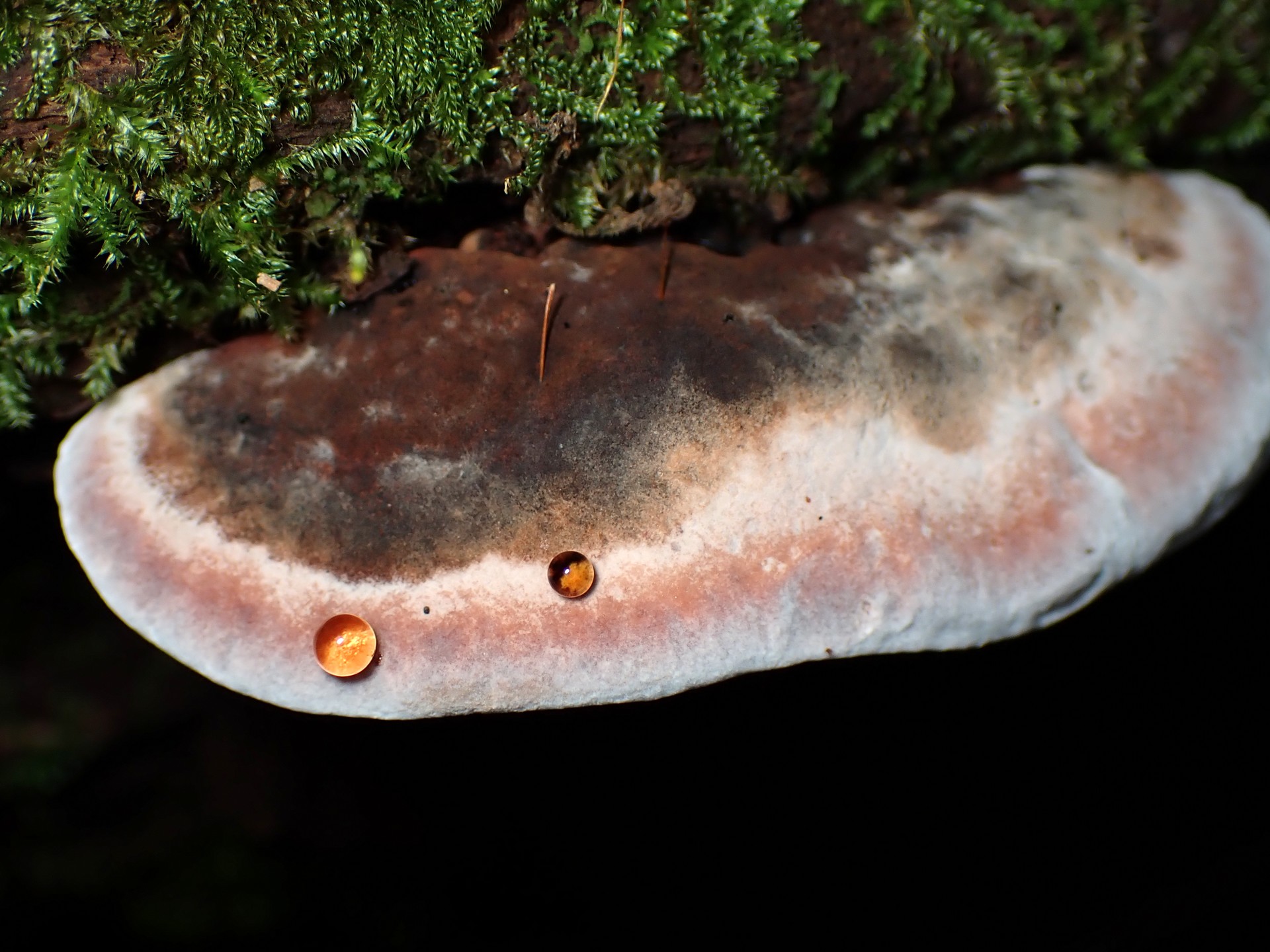 サルノコシカケの仲間 の高画質写真です。横浜市で、2025年9月18日に撮影したものです。