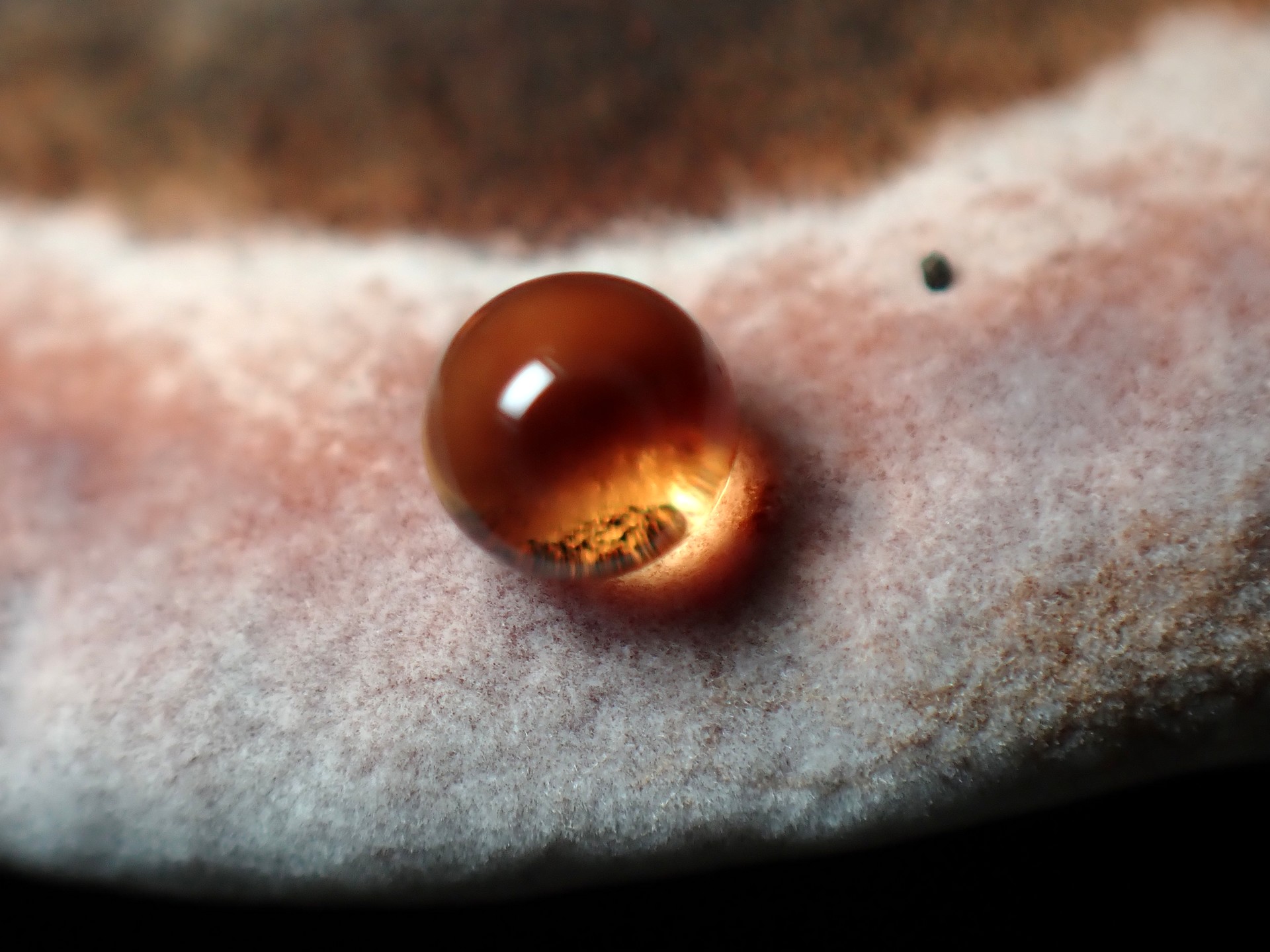 サルノコシカケの仲間 の高画質写真です。横浜市で、2025年9月18日に撮影したものです。