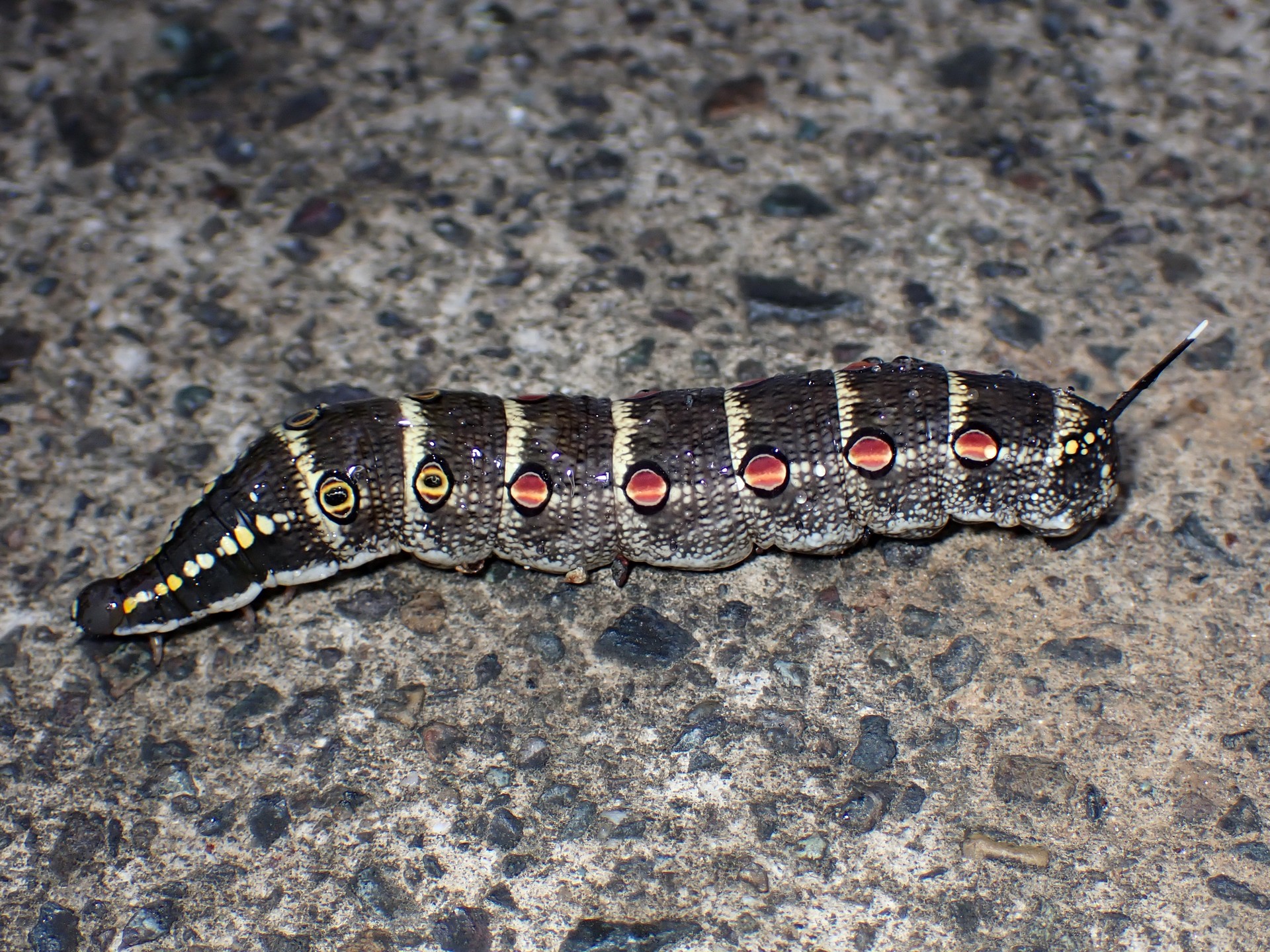 セスジスズメ の高画質写真です。横浜市で、2025年9月13日に撮影したものです。