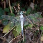 シオカラトンボ の高画質写真です。横浜市で、2025年9月3日に撮影したものです。