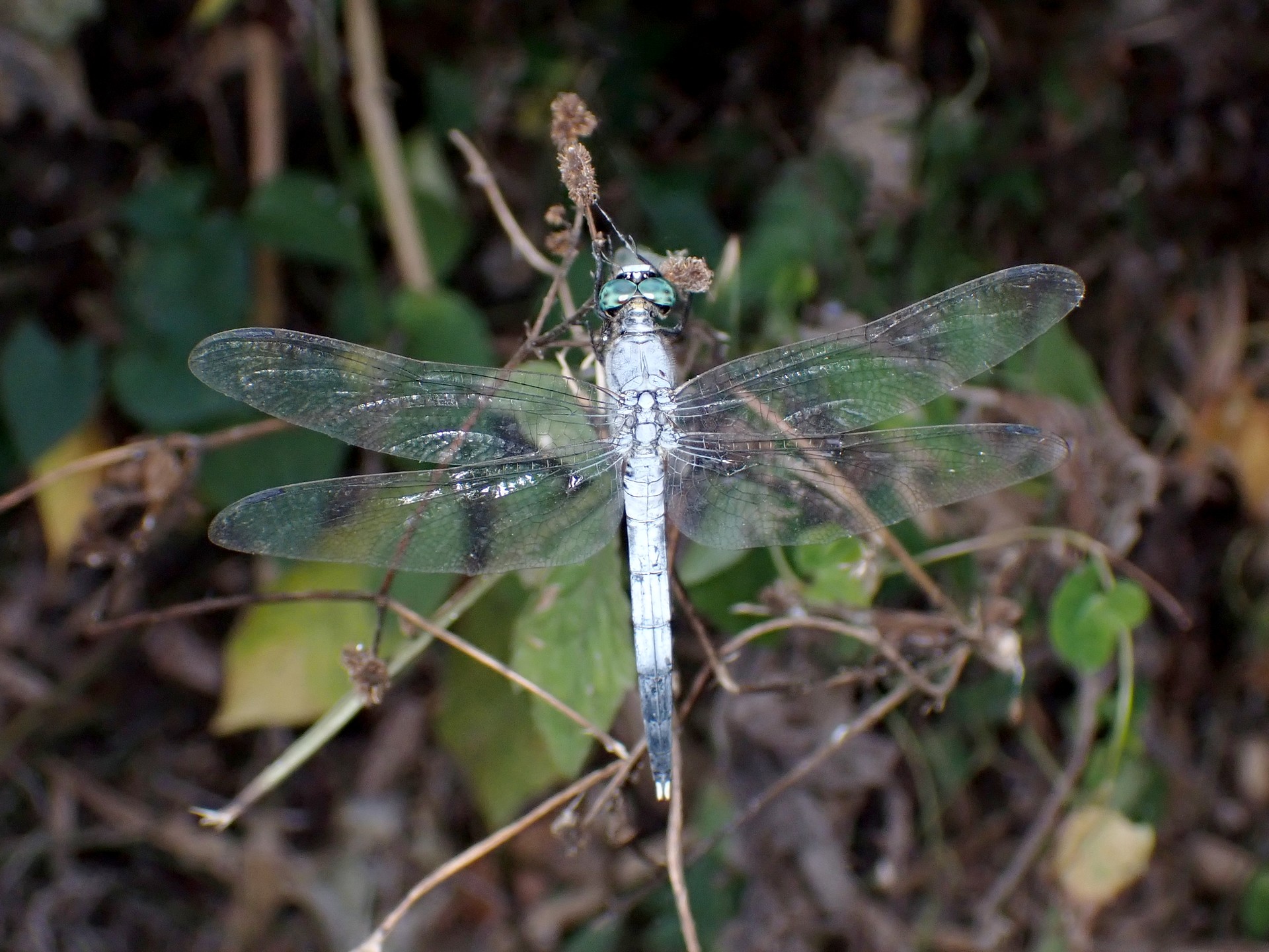 シオカラトンボ の高画質写真です。横浜市で、2025年9月3日に撮影したものです。