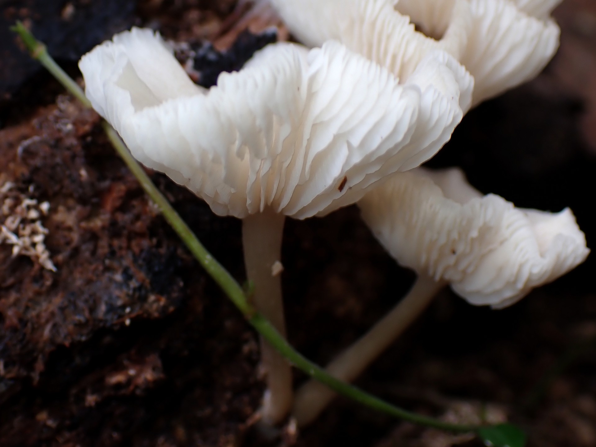 白チャワン形きのこ の高画質写真です。横浜市で、2025年9月20日に撮影したものです。