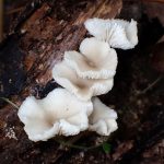 白チャワン形きのこ の高画質写真です。横浜市で、2025年9月20日に撮影したものです。